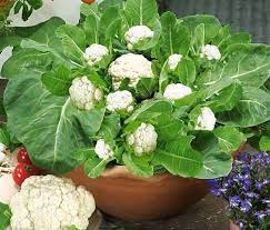 You can also sow the seeds transplant the seedlings 18 inches apart in rows that are 30 inches apart. How To Grow Cauliflower In Pots Or Containers Plant Instructions