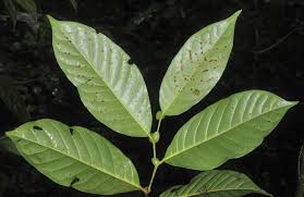 Image result for Magnistipula