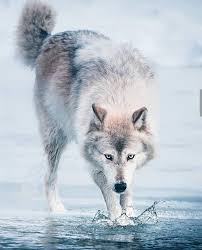 White Wolf Animals Wolf Dog Wolf Spirit Animal