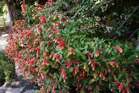 Image result for Justicia