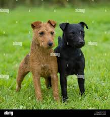 Image result for lakeland teriér