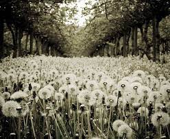 Pin On The Dandelion