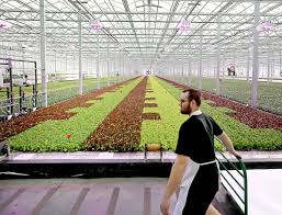 Salmon In Tanks Lettuce Under Glass Disrupt The Food Chain Business News Madison Com