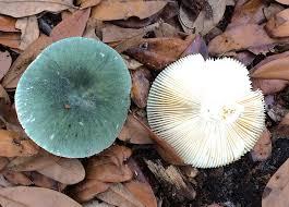 Image result for Russula variata