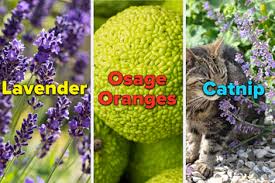 For example, lavender and floss flowers make a great team. 12 Plants That Naturally Keep Unwanted Bugs Away