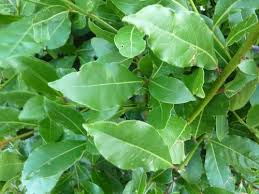 Image result for Fadogia ancylantha