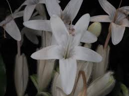 Image result for Whitfieldia brazzae