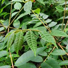 Image result for Toona