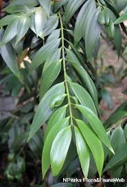 Image result for Nageia nagi