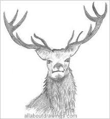 .because drawing animals is fun. Wildlife Pencil Drawings Animals From The Forest