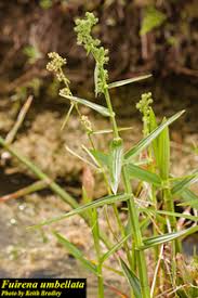 Image result for Fuirena abnormalis