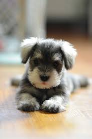Black And White Mini Schnauzer Puppies Fuzzy Cute Gray White Black Pup Cute Animals Cute Baby Animals Baby Animals