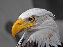 Es ist ein spektakuläres ritual, das man bei benfica lissabon pflegt: Benfica Lissabon Wikiwand