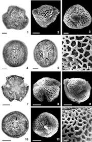 Image result for Basananthe pedata