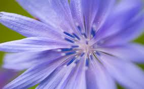 Check spelling or type a new query. How The Color Purple Can Lead You To Your Destiny Kripalu