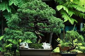 Default sorting sort by popularity sort by average rating sort by latest sort by price: The Bonsai Tree Meaning History Benefits Karma And Luck