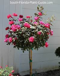 The problem with a desert rose is that too much water will cause root rot, and will end up hampering its growth and flowering. Knock Out Rose