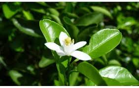 Image result for Citrus reticulata