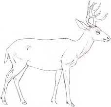 Mule Deer Skeleton 10 Deer Drawing Animal Drawings Drawings