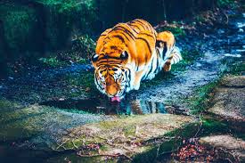 Find hd pictures of babbling brooks, sparkling lakes, and crashing waves. Tiger Drinking Water Hd Hd Animals 4k Wallpapers Images Backgrounds Photos And Pictures