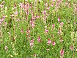 Esparsette — (hedysarum onobrychis l.), krautartige futterpflanze, verlangt zum gedeihen tiefen, trockenen untergrund u. Esparsetten Wikipedia