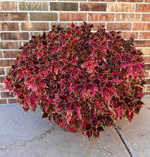 Image result for Coleus shirensis