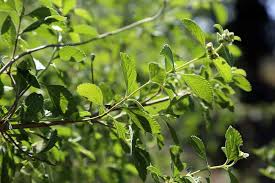 Image result for Lippia javanica