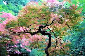 Japanese tree lilac produces large panicles of creamy white flowers against the dark green foliage in late spring to early summer. Japanese Maple Tree Painting Photograph By Athena Mckinzie