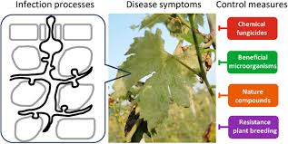 Image result for peronospora grapevine
