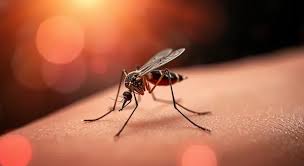 Image result for mosquito bite