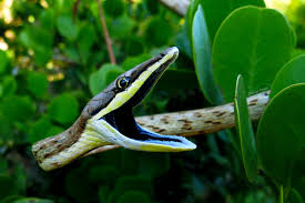 A Cobra Cipo Oxybelis Aeneus Blog Do Nurof Ufc A cobra cipó verde faz parte da família colubrídeos e possui hábito diurno vivendo em florestas e matas com expressiva umidade e grande índices de chuvas. a cobra cipo oxybelis aeneus blog do