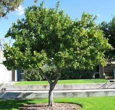 How To Grow Macadamia Nuts In The Garden Small Backyard Landscaping Backyard Landscaping Small Backyard