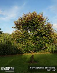 Image result for Chrysophyllum