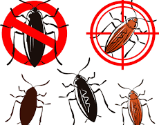 Finding the best carpet cleaner is a trial and error. Cockroach Pest Control Carpet Cleaning Auckland