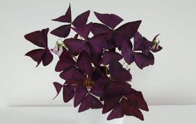 It has clover like leaves that are a dark purple/maroon with splashes of bright pink. Oxalis Triangularis Care How To Grow Purple Shamrock Smart Garden Guide