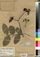 Image result for Hippocratea africana