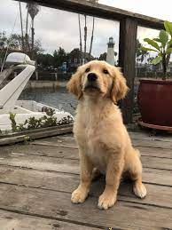 For example, 7 weeks old male golden retriever can weigh 3 lb, on average, as a female puppy can weigh 5 lb. 16 Week Old Super Nippy Pup Golden Retriever Dog Forums