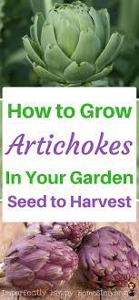 How To Grow Artichokes In Your Backyard Garden Today Growing Artichokes Organic Vegetable Garden Food Garden