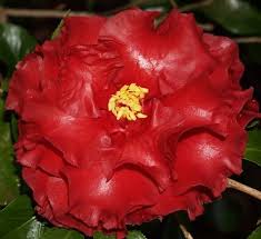 Maybe you would like to learn more about one of these? Black Magic Newman S Nursery