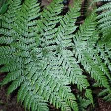 Image result for Lastreopsis