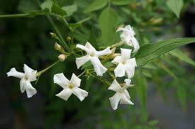 Image result for Jasminum schimperi