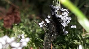 Image result for Melanospermum