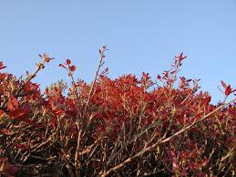 Image result for Ficus ingens