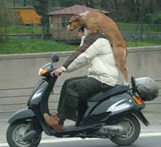 look at this funny dog pictures