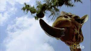 The only mammals that have more or less than seven vertebrae in the neck are sloths and manatees. Baby Giraffe Sticking Tongue Out Gif
