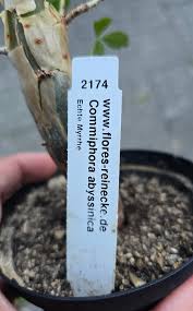 Image result for Commiphora pteleifolia
