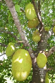 Nature packages its seeds in botanical structures called fruits.fruits come in an endless variety of shapes and sizes, from papery, inflated pods of locoweeds to fleshy berries of oranges and tomatoes. Jack Fruit Fruit Spice Park