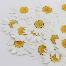 Maybe you would like to learn more about one of these? Buy 100pcs Real Natural Dried Pressed Flowers White Daisy Pressed Flower For Resin Jewelry Nail Stickers Makeup Art Crafts Cicig