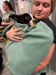 Dog Reunited with Owner