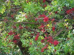 Image result for Schotia brachypetala